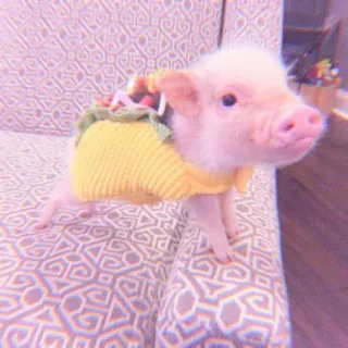 🐽 pig, taco, animal, cute, pet telegram sticker