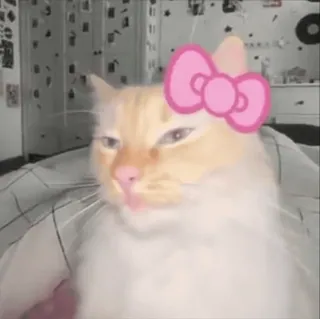 🌟 猫, 動物, 可愛い, 子猫, ピンクのリボン whatsapp sticker