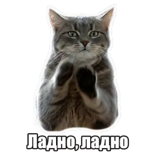 😳 Ладно, ладно chat, mème, russe, animal, drôle telegram sticker