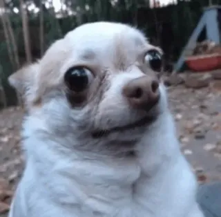 😐 dog, chihuahua, animal, meme, funny, pet telegram sticker