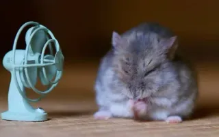 🥵 hamster, cute, animal, fan, cooling, pet telegram sticker