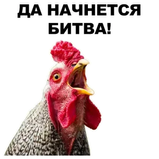 💪 ДА НАЧНЕТСЯ БИТВА! Hahn, Tier, Kampf, Huhn telegram sticker