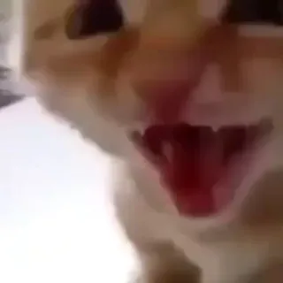 😆 猫, 叫ぶ, ミーム, 動物, ペット, オレンジ色の猫 telegram sticker