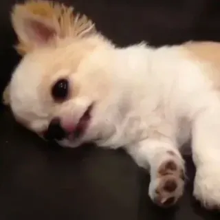 😐 dog, puppy, chihuahua, cute, animal, pet telegram sticker
