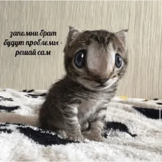 😥 запомни брат будут проблемы - решай сам แมว, ลูกแมว, สัตว์, น่ารัก, ตาโต, คำแนะนำ, ตลก telegram sticker