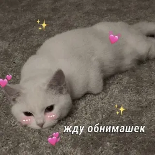 🩰 жду обнимашек Katze, süß, Herzen, Tier, kawaii, wartend, Umarmung whatsapp sticker