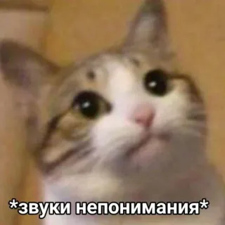 😐 *звуки непонимания* แมว, สับสน, สัตว์, มีม whatsapp sticker