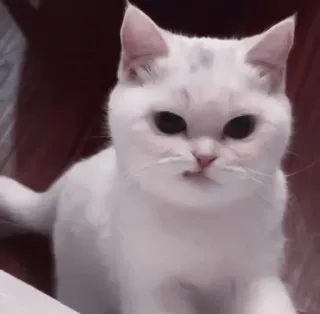 🤍 猫, 动物, 白猫, 可爱, 宠物, 哺乳动物 telegram sticker