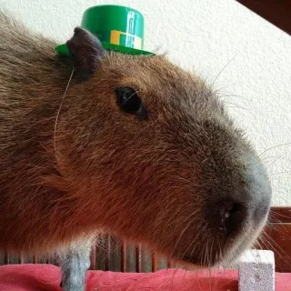 🤨 capivara, roedor, animal, chapéu, verde, dia de são patrício whatsapp sticker