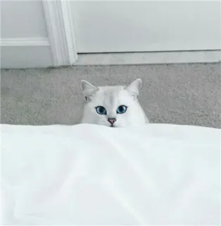 🌝 gato, gato branco, olhos azuis, animal, animal de estimação, fofo whatsapp sticker