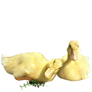 🦆 утка, утята, милый, животные, желтый telegram sticker