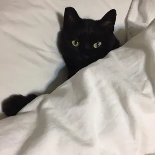 🍑 cat, black cat, pet, animal, domestic animal, bed, blanket telegram sticker