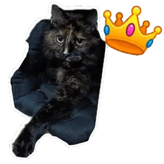 🐱 kot, zwierzę domowe, zwierzę, korona, szylkretowy, kociak, słodki telegram sticker