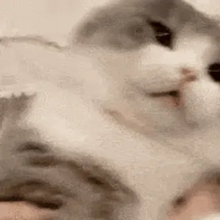 🐱 cat, animal, cute, pet, kitten, funny, meme whatsapp sticker