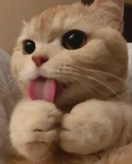 😻 gato, animal, animal de estimação, língua, fofo, doméstico, felino telegram sticker