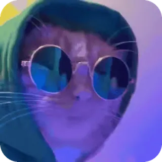 😎 cat telegram sticker