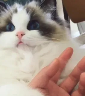😱 Katze, Haustier, Tier, Ragdoll, flauschig, süß, Hauskatze telegram sticker