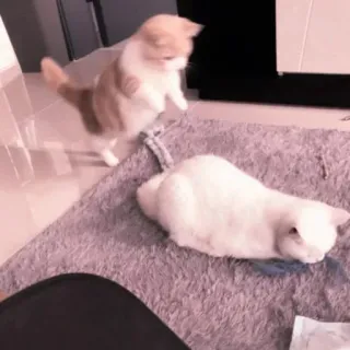 😊 кот, коты, котёнок, котята, играет, питомец, питомцы telegram sticker
