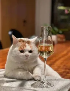 🥂 cat, champagne, animal, pet, wine, drink telegram sticker