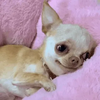 🐶 chihuahua, hund, süß, haustier, tier, rosa, lustig telegram sticker