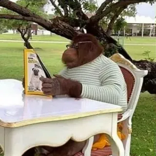 🤔 orangutan animals telegram sticker