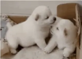 🌟 puppy, dog, cute, animal, white telegram sticker