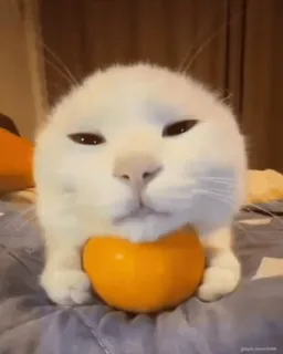 😌 猫, 可爱, 动物, 宠物, 小猫, 橙色, 有趣 whatsapp sticker