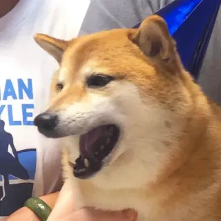 🏷 chó, shiba inu, động vật, tiệc, dễ thương, lễ kỷ niệm telegram sticker