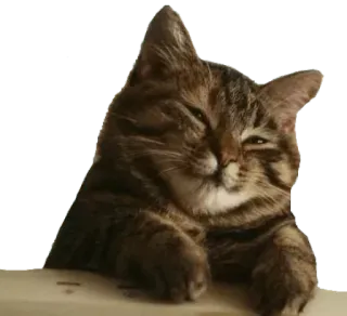 😌 cat, cute, animal, funny, meme telegram sticker