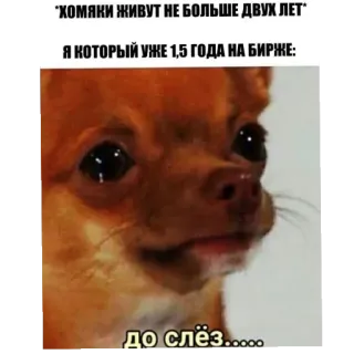 😉 ХОМЯКИ ЖИВУТ НЕ БОЛЬШЕ ДВУХ ЛЕТ
Я КОТОРЫЙ УЖЕ 1,5 ГОДА НА БИРЖЕ:
ДО СЛЁЗ.... whatsapp sticker