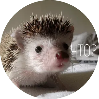 ❓ ЧТО? ouriço, animal, fofo, russo, pergunta telegram sticker