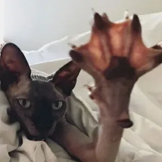 ✋ gatto, sphynx, animale, animale domestico, zampa, carino telegram sticker