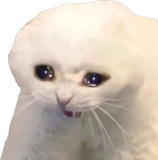 😡 cat, crying, sad, meme, animal telegram sticker