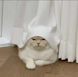 🕯 cat, white, curtain, animal, cute, pet whatsapp sticker