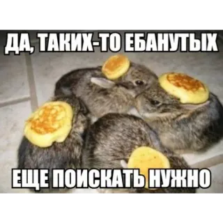 😟 ДА, ТАКИХ-ТО ЕБАНУТЫХ 
ЕЩЕ ПОИСКАТЬ НУЖНО Hase, Pfannkuchen, Meme, Lustig, Tier whatsapp sticker