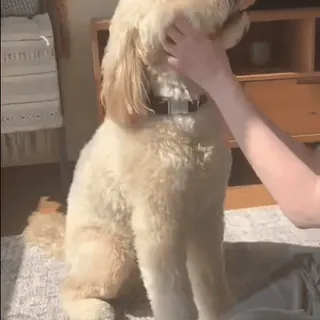🥰 dog, pet, animal, golden doodle, cute, domestic animal whatsapp sticker