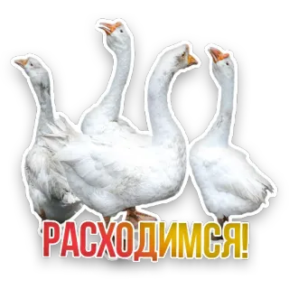 👷‍♂️ РАСХОДИМСЯ! geese, birds, animals, group, walking, text telegram sticker