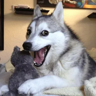 😃 Husky, Chien, Animal de compagnie, Animal, Mignon, Joyeux, Joueur telegram sticker