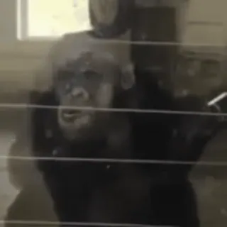 🐵 животное, шимпанзе, обезьяна, человекообразная обезьяна telegram sticker