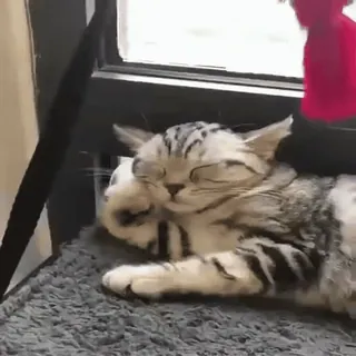 😀 cat, sleeping, cute, kitten, pet, animal, feline whatsapp sticker
