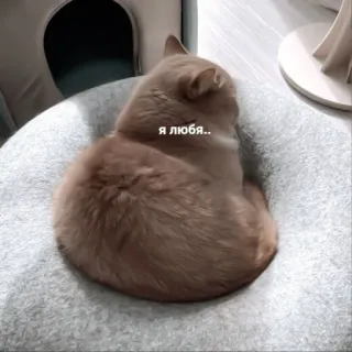 ♻️ Я ЛЮБЯ.. gato, dormido, mascota, animal, lindo, doméstico telegram sticker