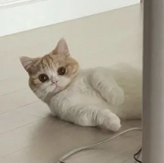 🪐 cat, cute, animal, pet, domestic animal, feline telegram sticker