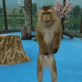 🥳 monkey, animal, mammal, wildlife, zoo telegram sticker