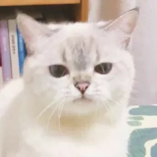 😐 gatto, gattino, animale, animale domestico, carino, gatto domestico whatsapp sticker