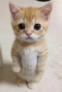 🐈 chaton, chat, mignon, animal, animal de compagnie telegram sticker