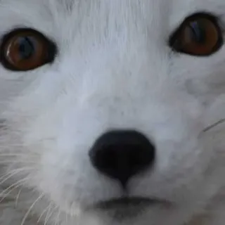 😳 Arctic fox whatsapp sticker