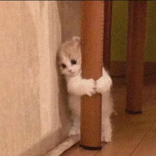 🥺 Katze, Kätzchen, süß, entzückend, Haustier, Tier, klein, lieblich telegram sticker