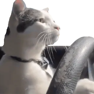 🧐 cat, driving, animal, car, cute telegram sticker