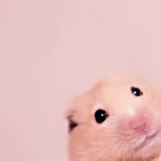 🤏 hamster, rodent, animal, cute, pet, small, mammal telegram sticker