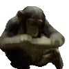 🦍